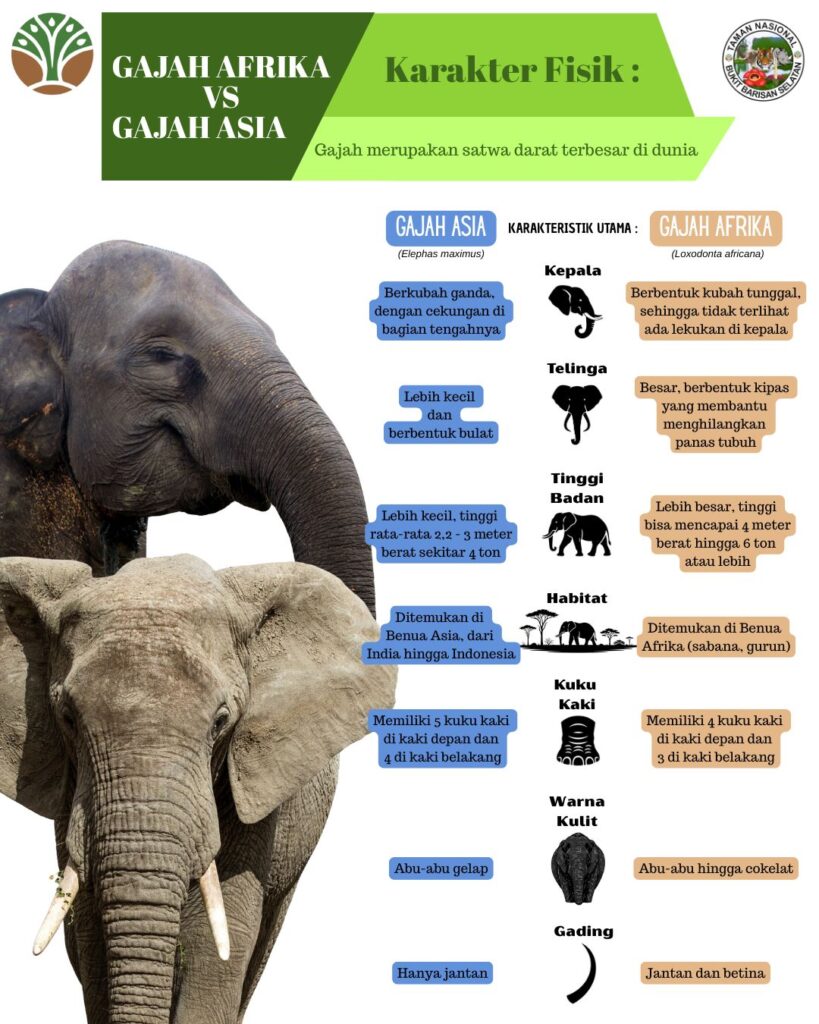 Siapa sangka, Gajah Asia dan Gajah Afrika punya banyak perbedaan fisik yang unik!